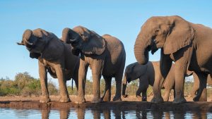 The president of Botswana Mokgweetsi Masisi has threatened to send 20,000 elephants to Germany in a political dispute.