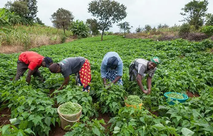 FG has announced a significant reform in its tax policy, exempting farmers, small businesses, and manufacturers from withholding tax. 