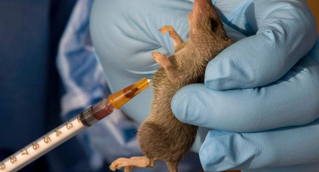 Lassa Fever Death Toll Rises